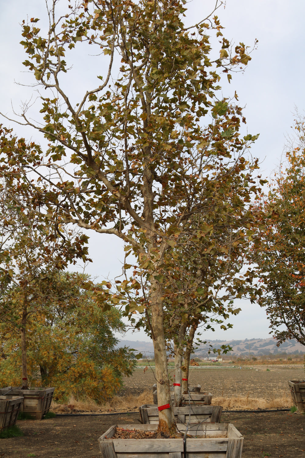 Water Gum Tree (multi)