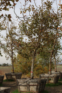 Bloodgood London Plane Tree