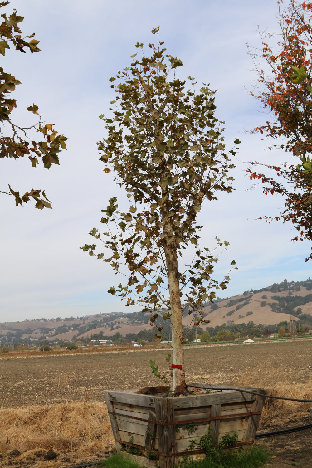 Bloodgood London Plane Tree