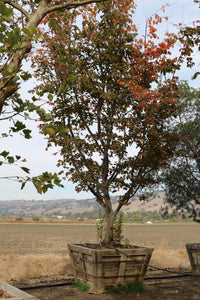 Persian ironwood
