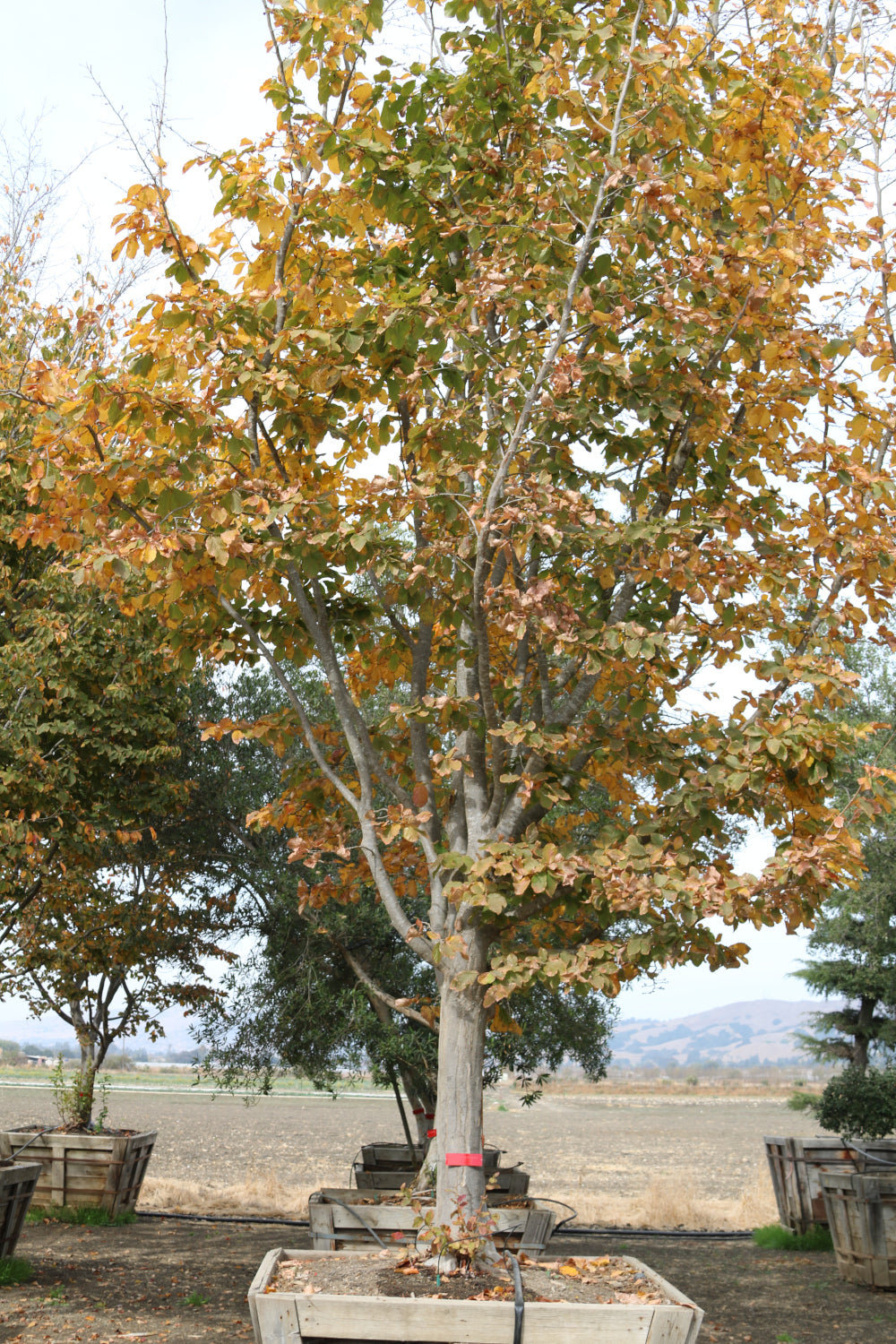 Persian ironwood