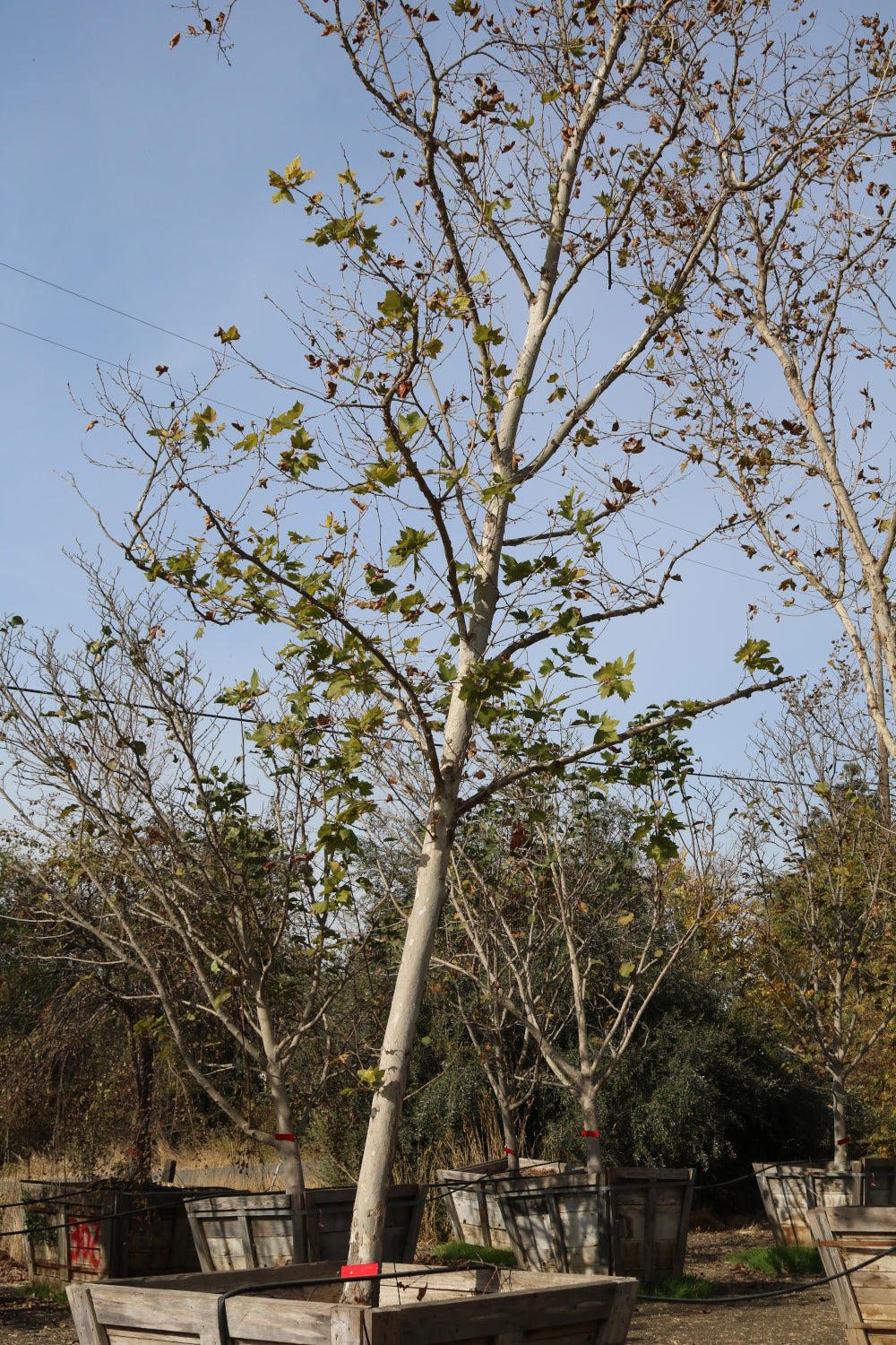 Bloodgood London Plane Tree