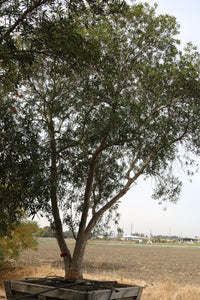 Water Gum Tree (multi)