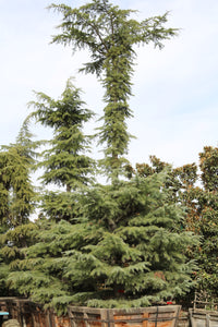 Himalayan cedar