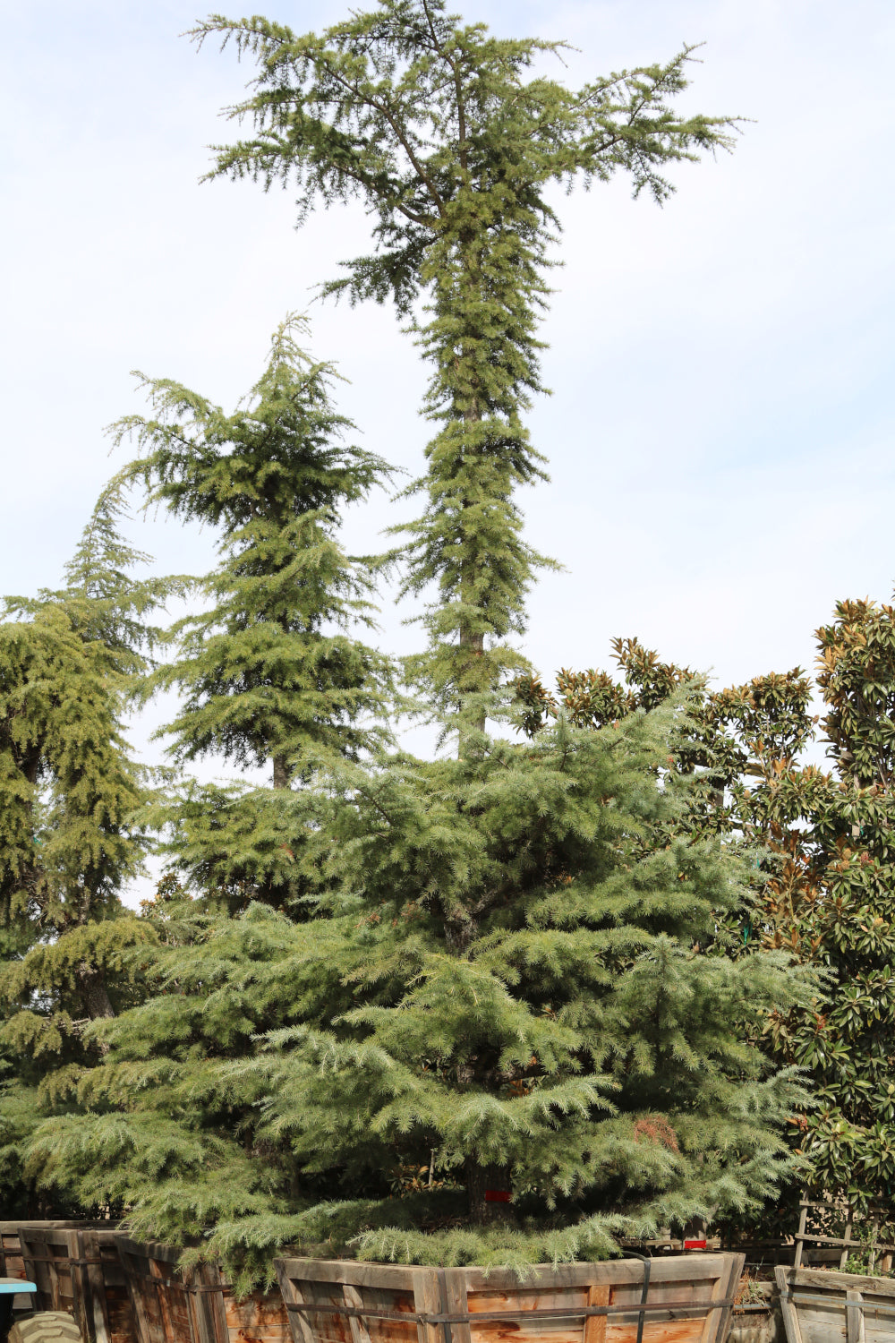 Himalayan cedar