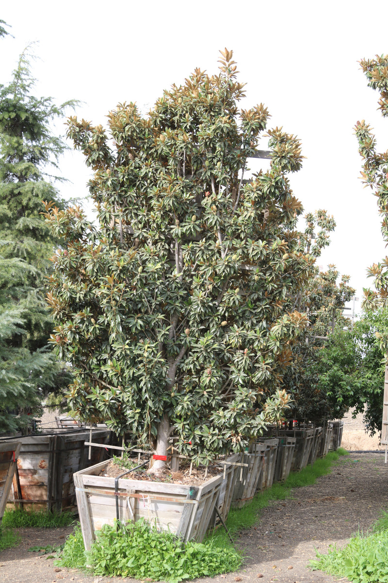 Magnolia – Silicon Valley Trees