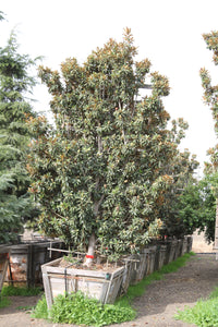 Magnolia