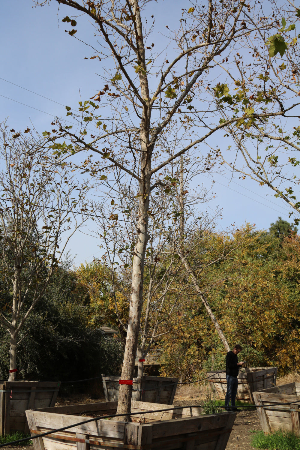 Bloodgood London Plane Tree