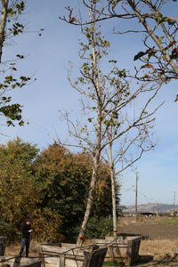 Bloodgood London Plane Tree