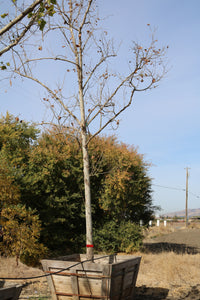 Bloodgood London Plane Tree