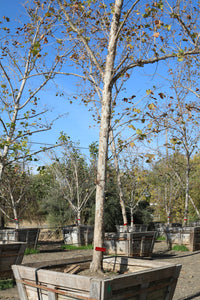 Bloodgood London Plane Tree