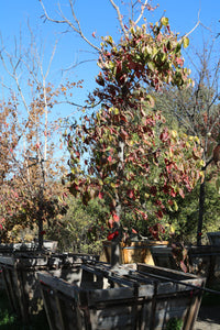 Pacific Dogwood
