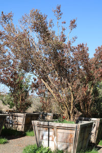 Crape Myrtle