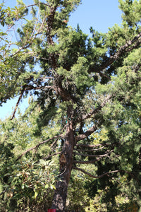 Common Juniper