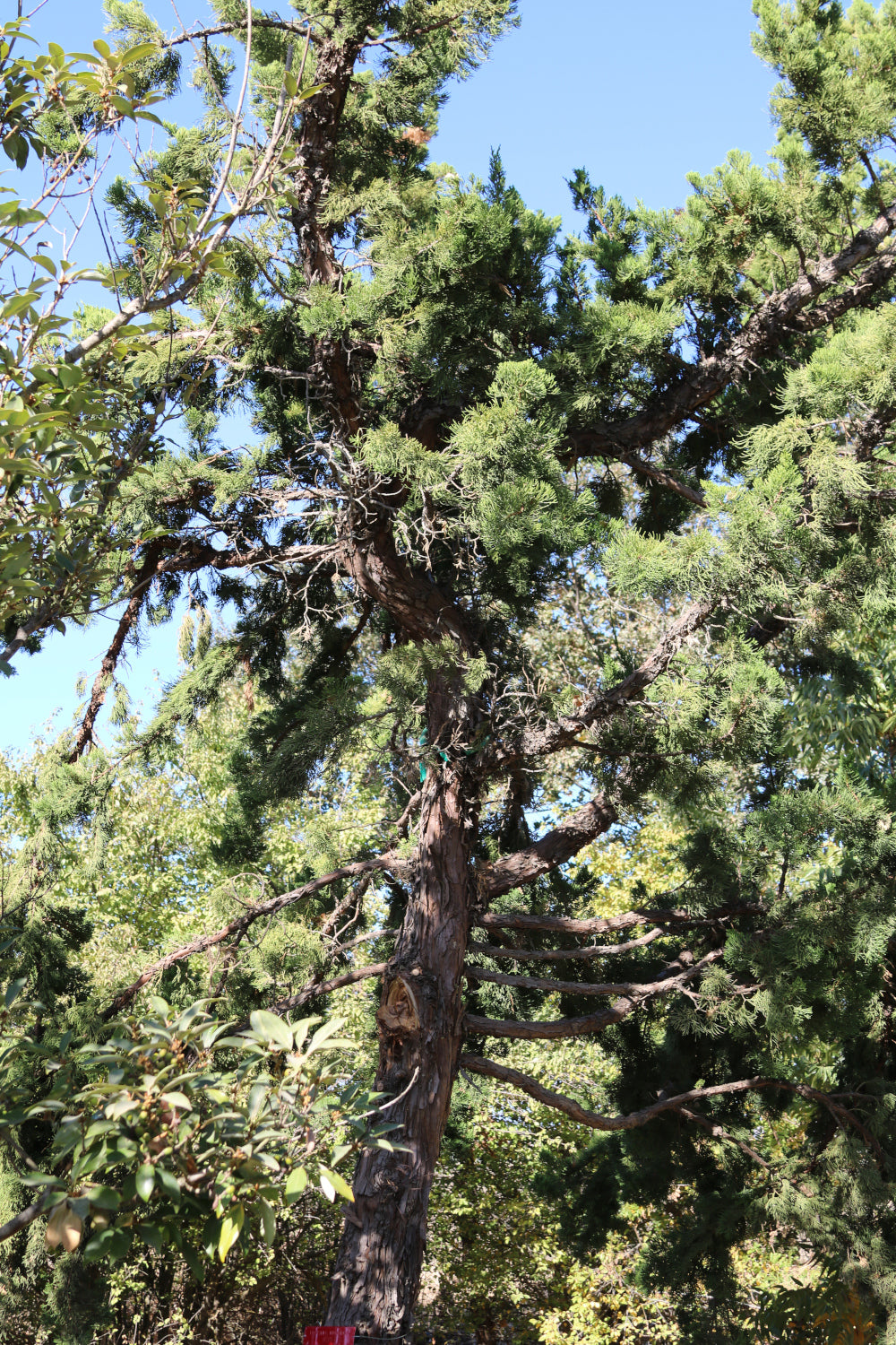 Common Juniper