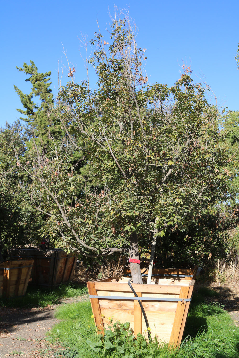Neolitsea Sericea