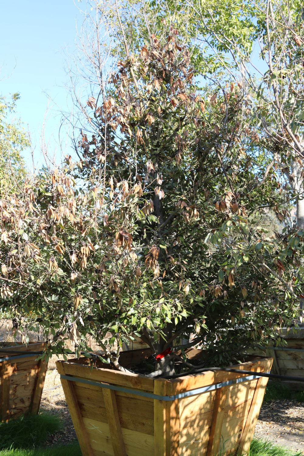 Neolitsea Sericea