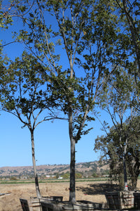 Neolitsea Sericea (sgl)