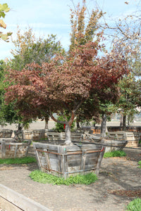 Mediterranean cypress