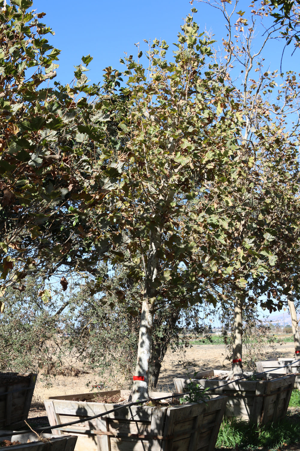 Bloodgood London Plane Tree