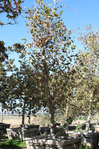 Bloodgood London Plane Tree