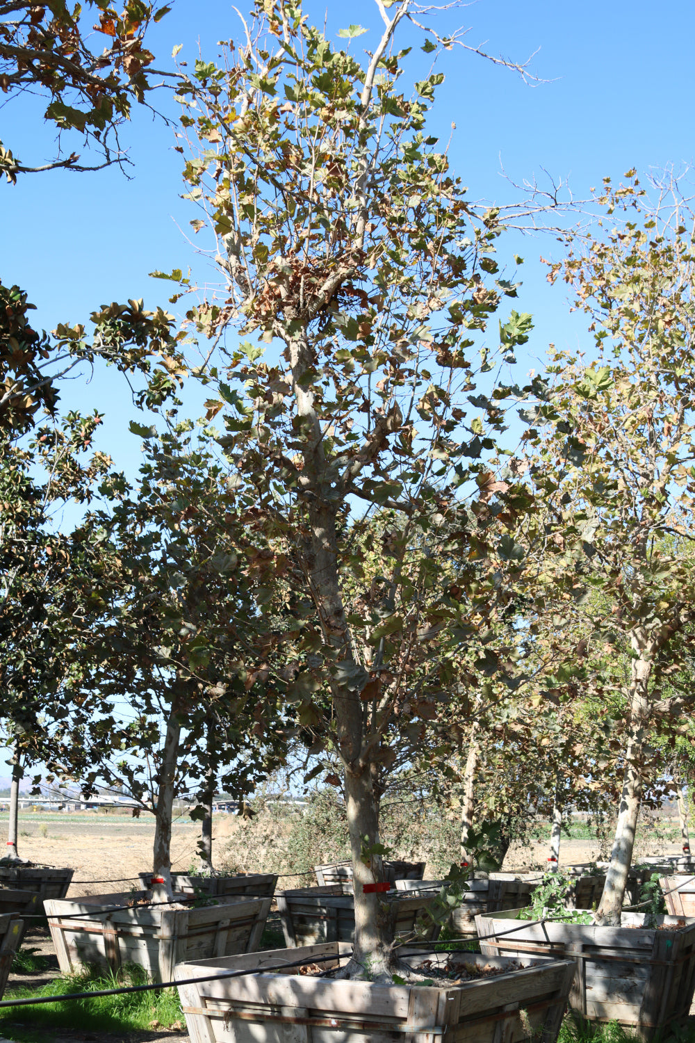 Bloodgood London Plane Tree