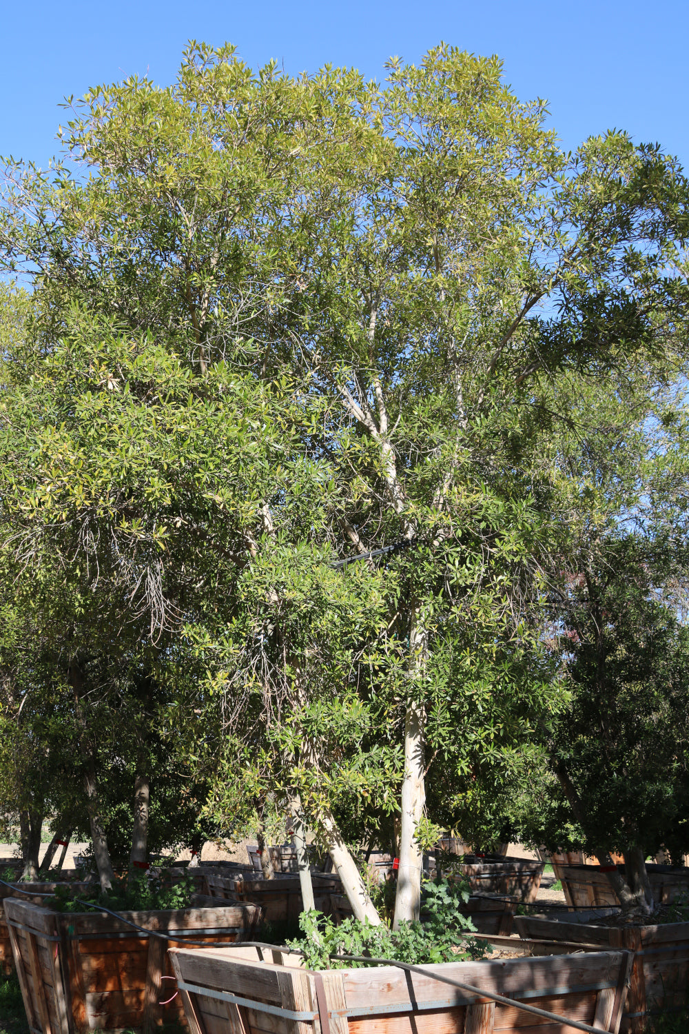 Water Gum Tree (multi)