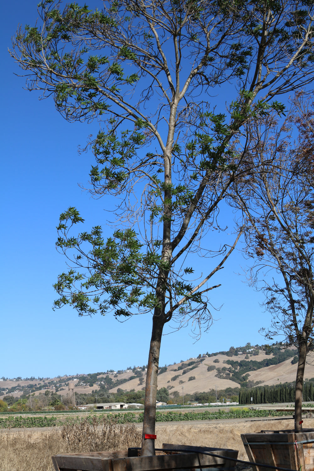 Raywood Ash