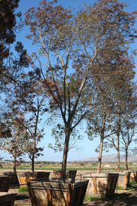 Raywood Ash