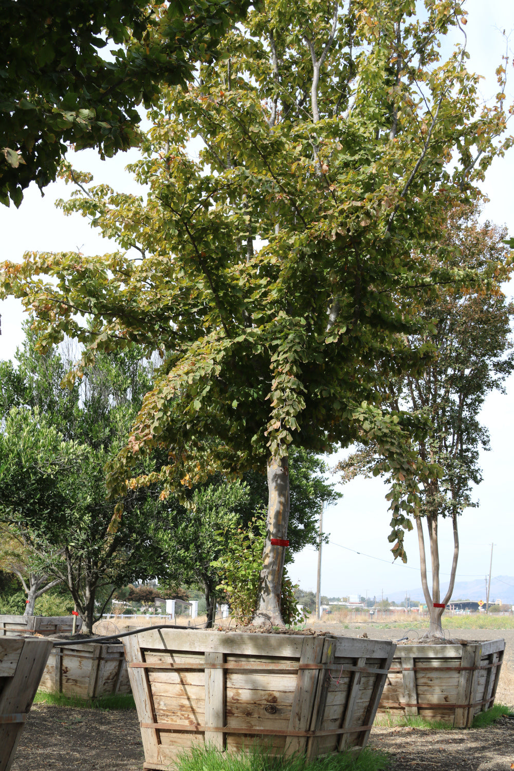 Persian ironwood