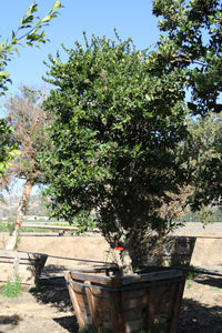 Texas Privet