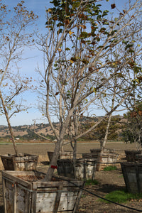 Magnolia