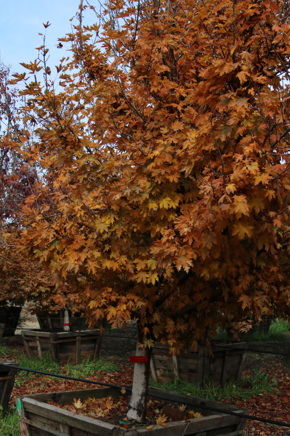 Norway Maple