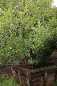 Cherry Laurel