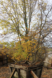 Common Hornbeam