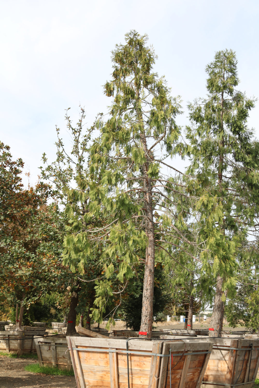 California Incense-cedar