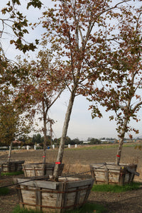 Bloodgood London Plane Tree