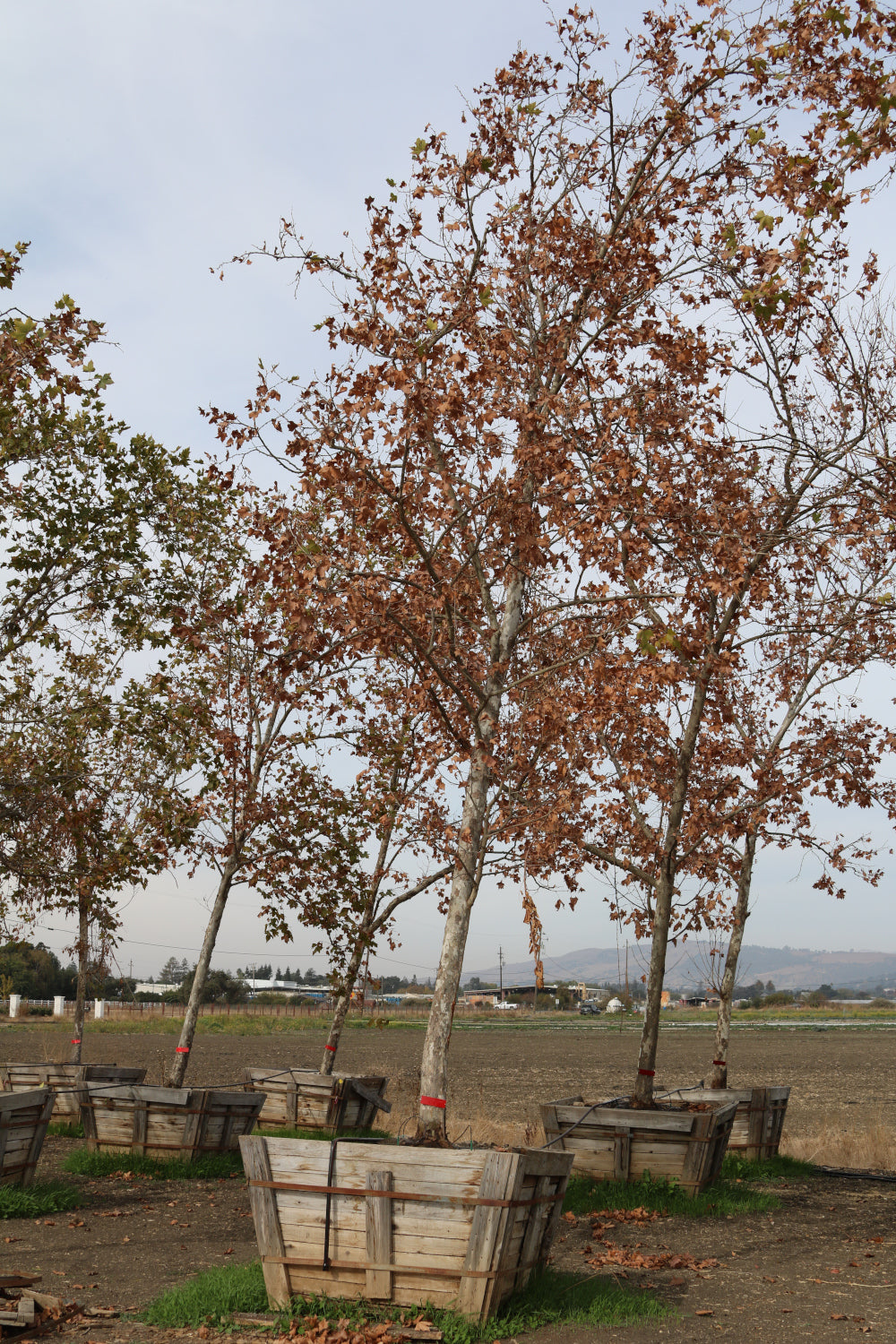 Bloodgood London Plane Tree