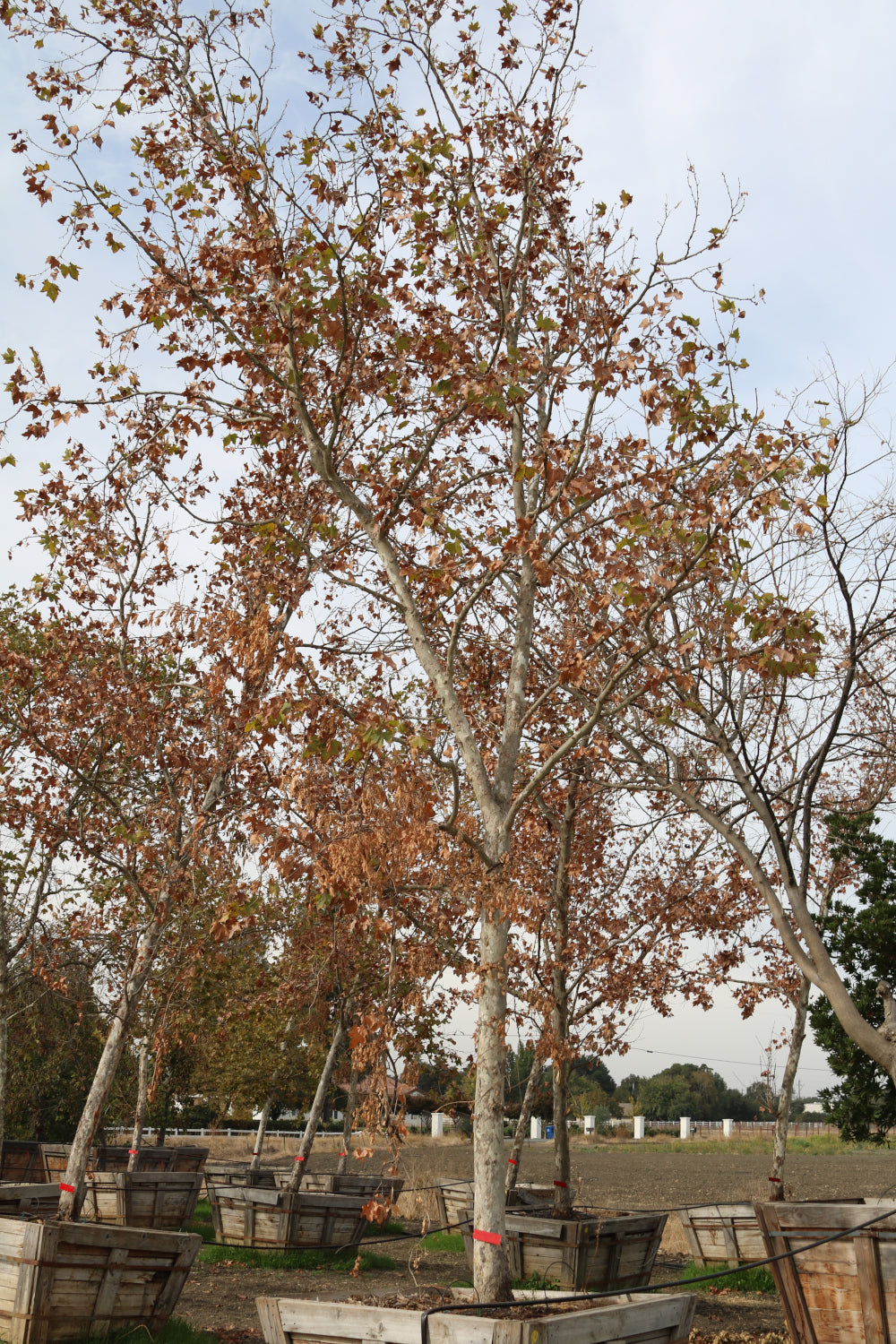 Bloodgood London Plane Tree