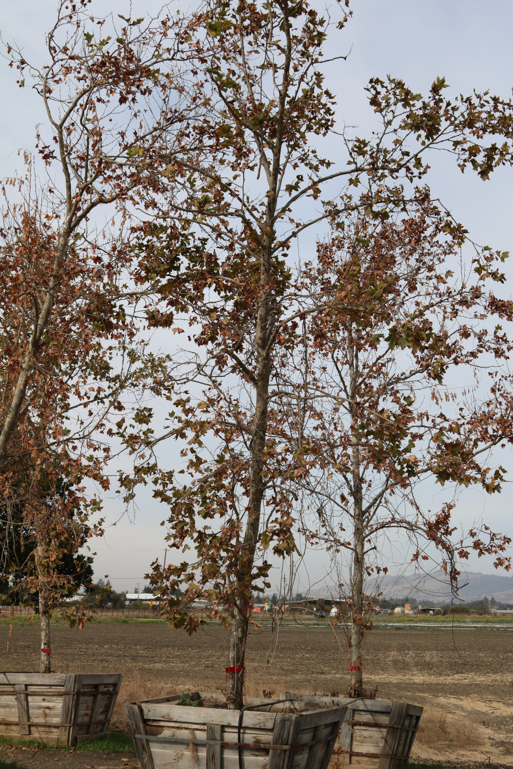 Bloodgood London Plane Tree (std)