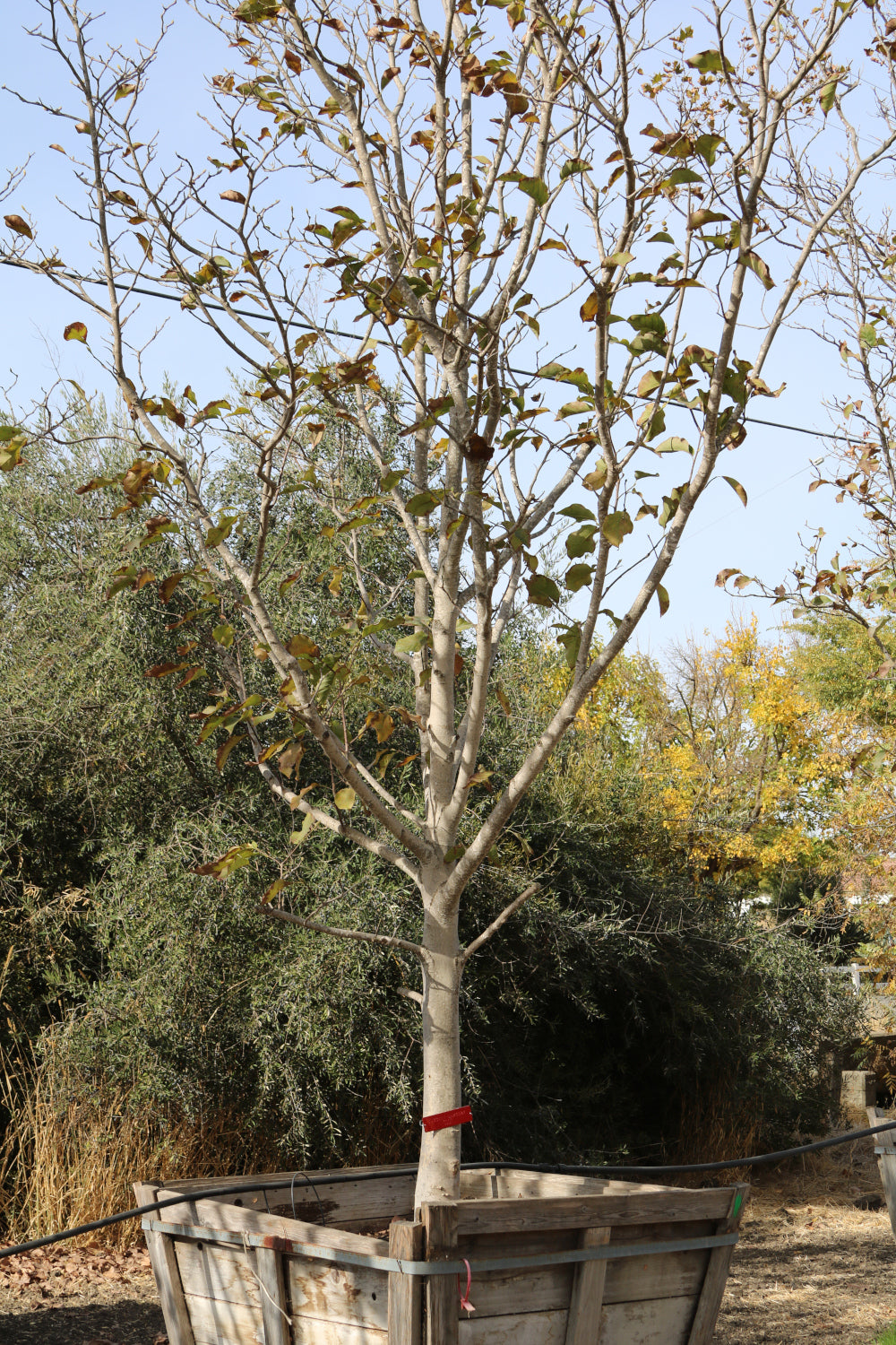 Magnolia