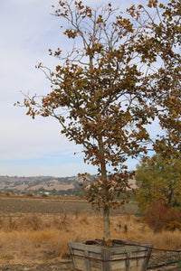Bloodgood London Plane Tree (std)