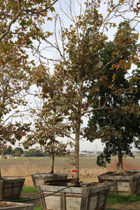 Bloodgood London Plane Tree (std)