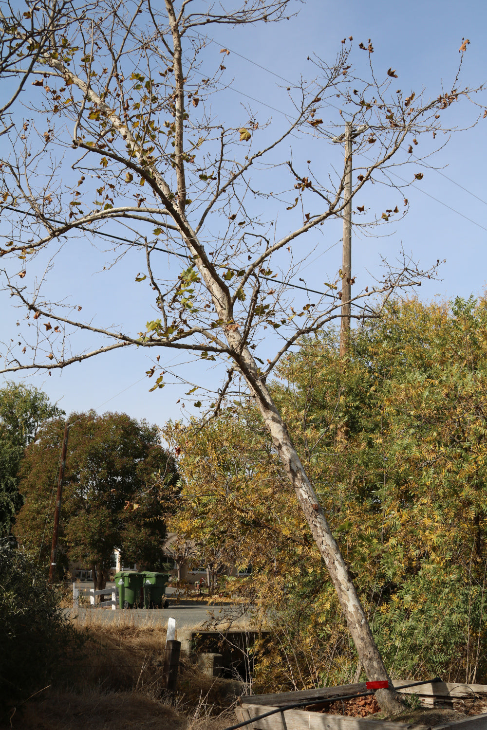 Bloodgood London Plane Tree