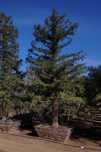 Redwood Tree 124