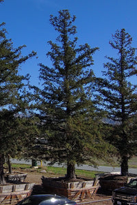 Redwood Tree 124